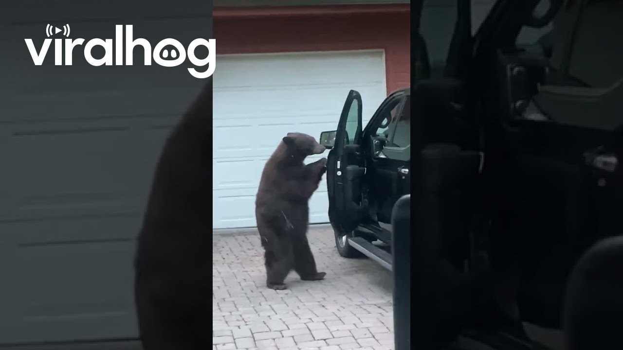 Bear Breaks Into Truck || ViralHog
