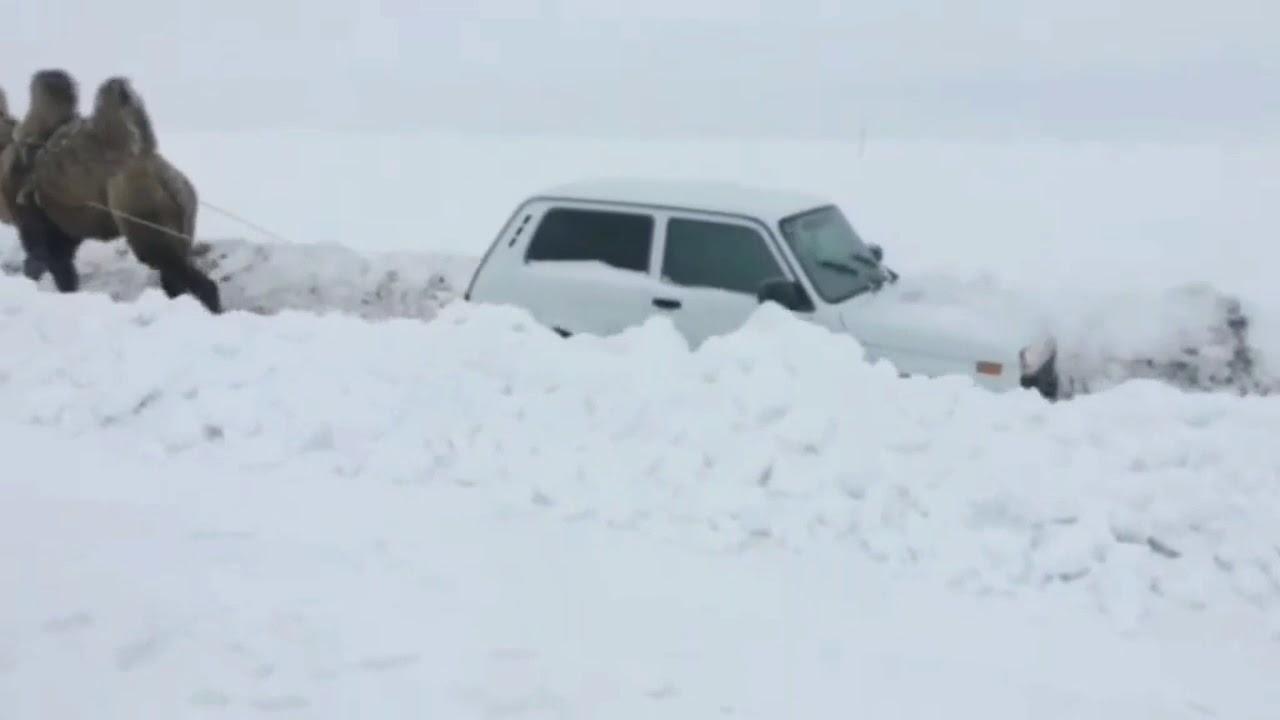 В Саратове верблюд вытаскивает "Ниву"